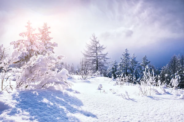 Árvores cobertas de neve nas montanhas — Fotografia de Stock