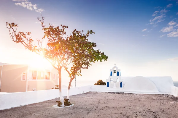 Beautiful tree in the town of Oia at sunset — Stock Photo, Image