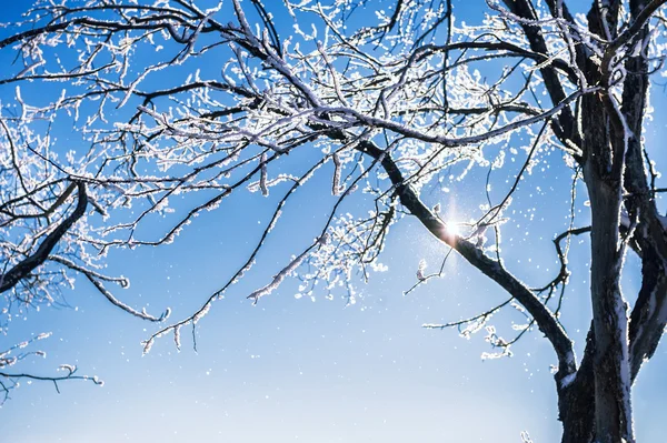 Arbres couverts de neige par temps clair et givré — Photo