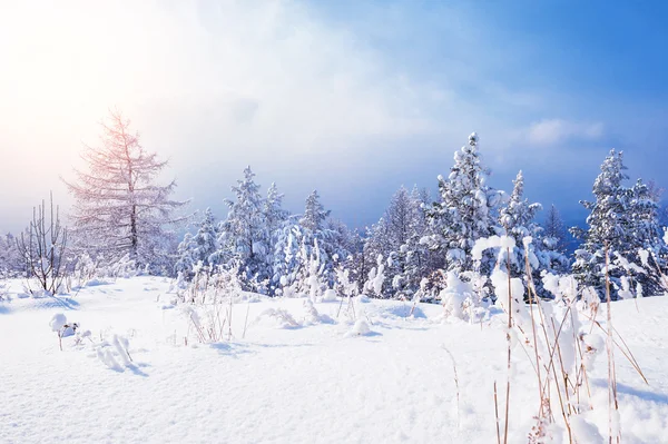 눈덮인 산 속의 나무들 — 스톡 사진