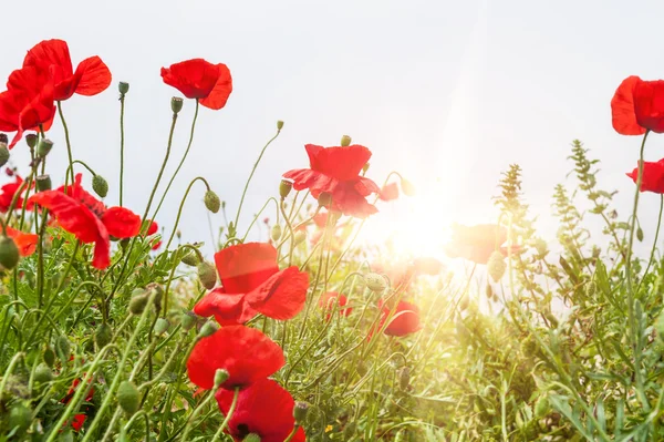 Veld met een rode papaver bloemen in de ochtendzon — Stockfoto