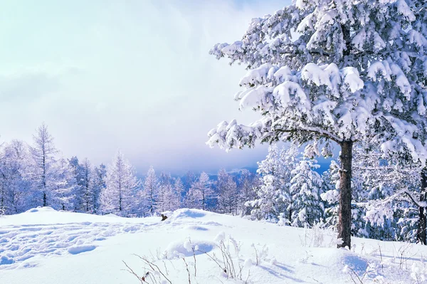 Arbres couverts de neige dans les montagnes — Photo