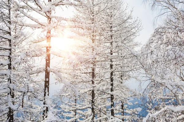 雪が山の木々を覆い — ストック写真