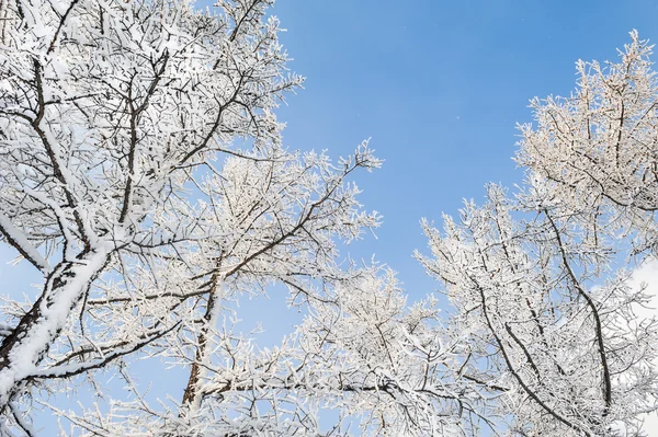 Зимовий пейзаж з засніженими деревами — стокове фото
