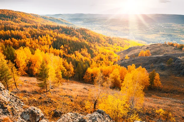 Красивый вид на осенний лес в горах — стоковое фото