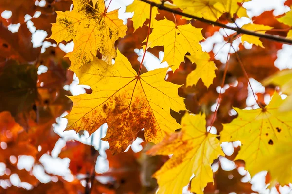 Folhas de bordo de outono na floresta — Fotografia de Stock