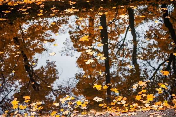 Feuilles d'automne sur l'eau — Photo