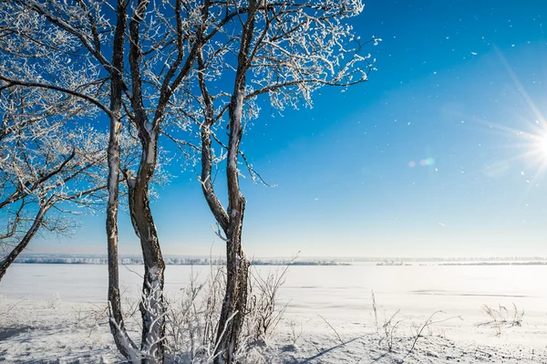 Paisaje invernal con árboles en la helada —  Fotos de Stock