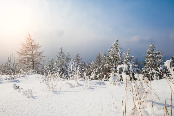 Snow covered trees in the mountains Stock Picture