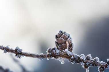Köknar koni üzerinde hoarfrost. Görüntüyü