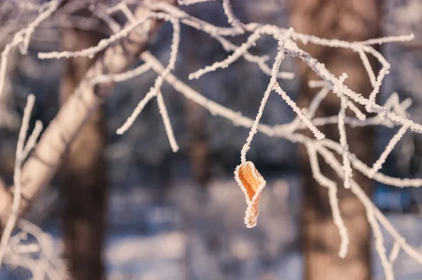 겨울 숲에서 나무에 흰 — 스톡 사진