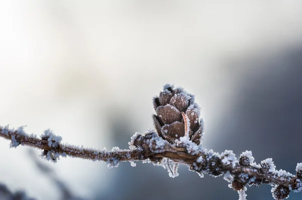 Gelo no cone do abeto. Imagem macro — Fotografia de Stock