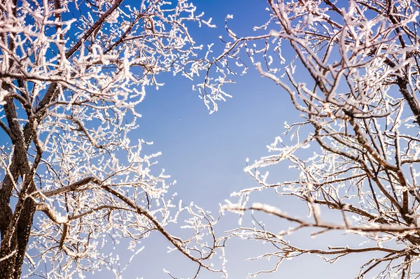 Branches d'arbres forment une forme de coeur — Photo