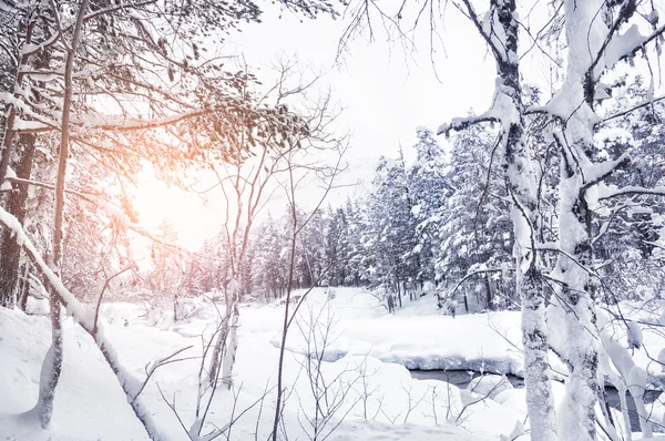 Forest and mountain river at sunset — Stock Photo, Image