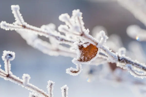 Hoarfrost sull'albero nella foresta invernale — Foto Stock