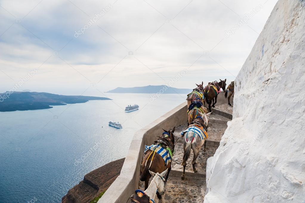 Horses and donkeys walking on the road along the sea