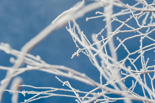 Hoarfrost na árvore na floresta de inverno — Fotografia de Stock