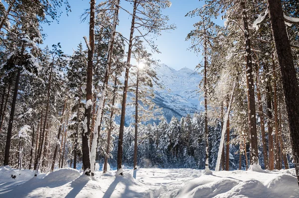 Bosque de invierno y montañas en un día soleado — Foto de Stock