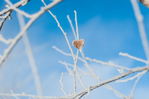 Raureif am Baum im Winterwald — Stockfoto
