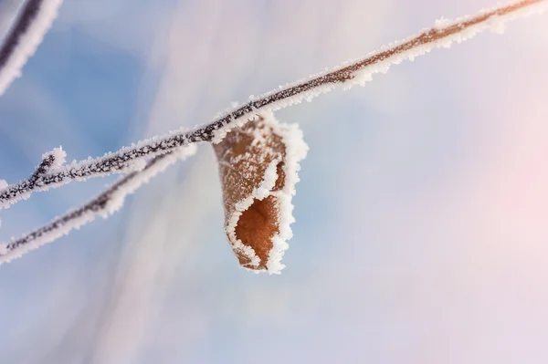 冬の森の木に霜 — ストック写真