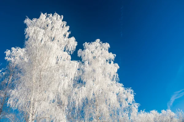 Vita träd och blå himmel — Stockfoto