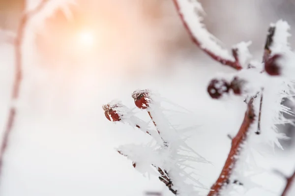 Rimfrost och snö på träden i vinter skog — Stockfoto