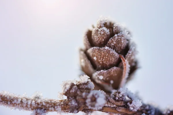 Hoarfrost sul cono di abete. Immagine macro — Foto Stock