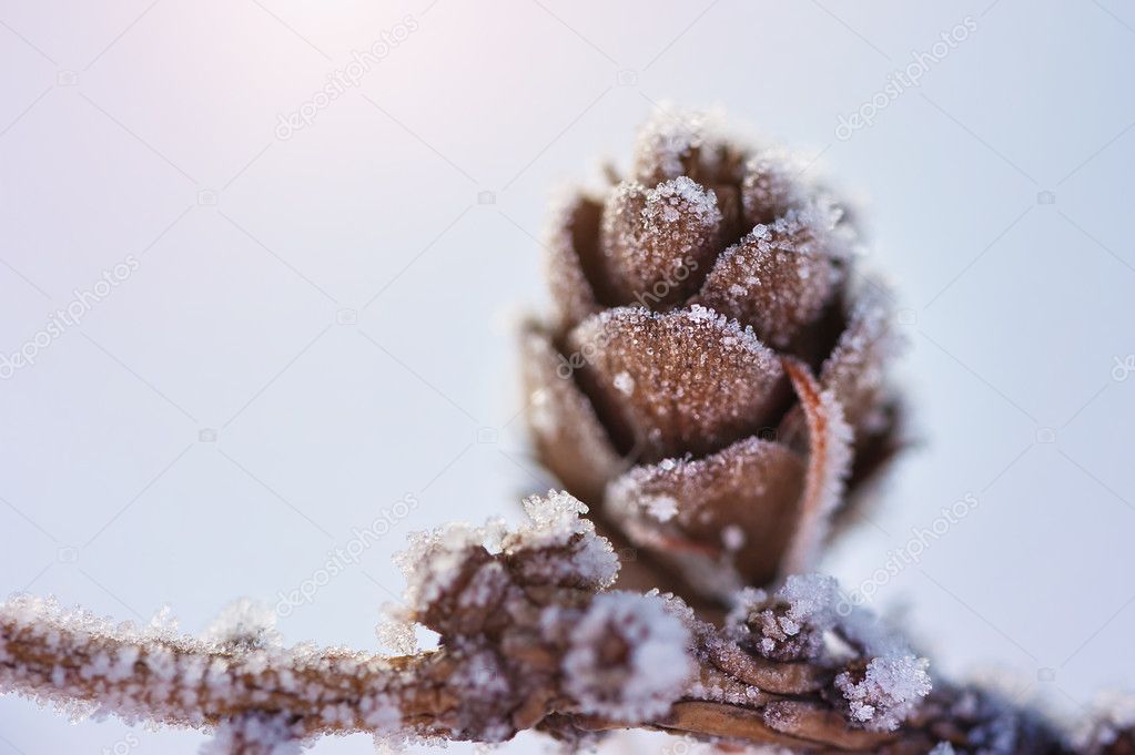 Hoarfrost on the fir cone. Macro image