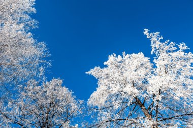 Güzel kış manzarası 