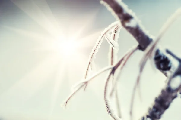 太陽光線、冬の森の木に霜 — ストック写真