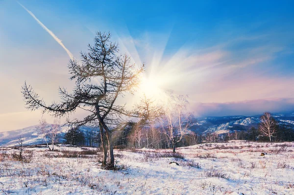 Deux beaux arbres dans les montagnes au coucher du soleil — Photo