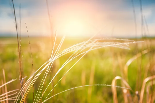 Groen veld bij zonsopgang — Stockfoto