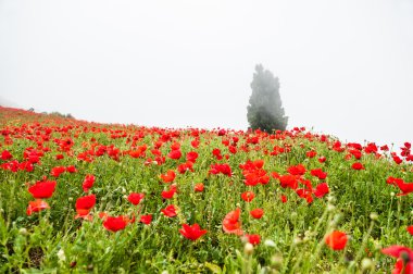 Çiçekler çok güzel kırmızı haşhaş alanla