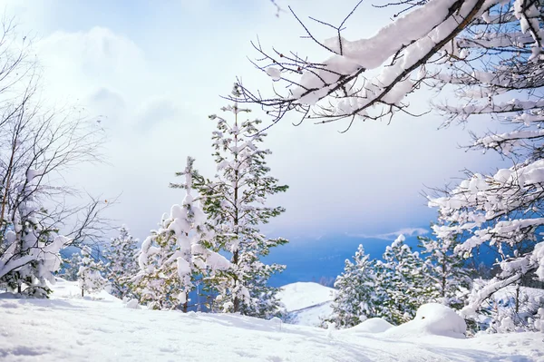 Vackert vinterlandskap — Stockfoto