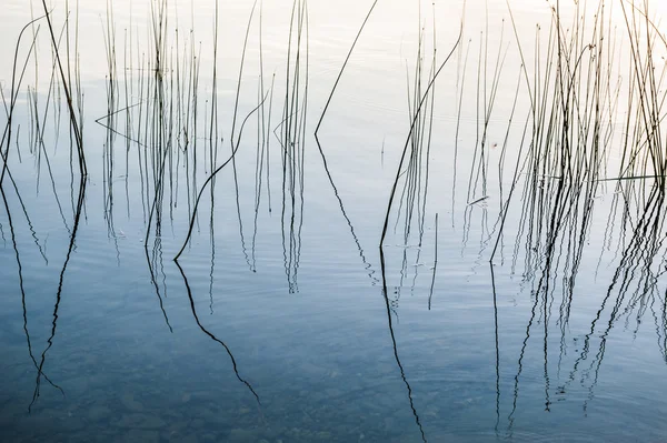 The canes and reflection on the coast of lake at sunset — Stock Photo, Image