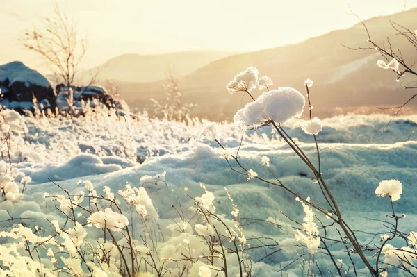 Winter nature at sunset — Stock Photo, Image