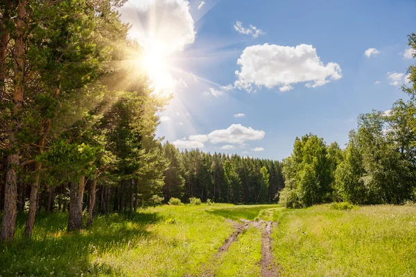 Road in a pine forest — Stock Photo, Image