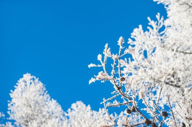 Hoarfrost ağaçlar ve mavi gökyüzü