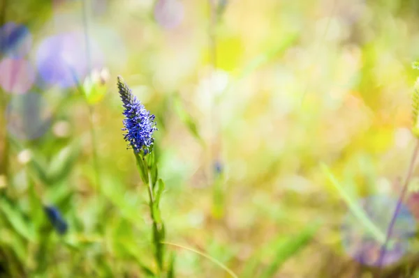 Zielona trawa i dzikie kwiaty na polu — Zdjęcie stockowe
