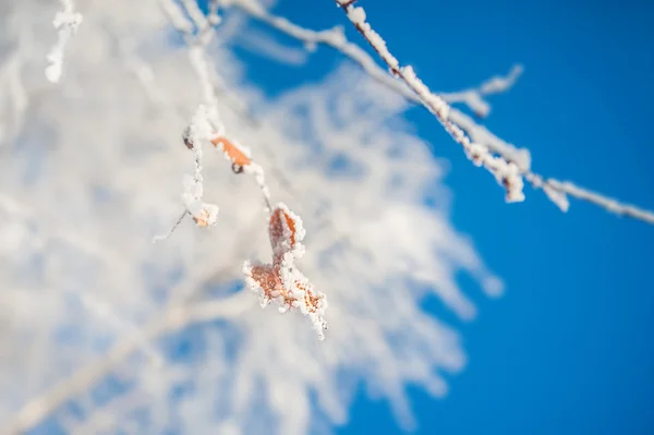 Raureif an den Bäumen im Winterwald — Stockfoto