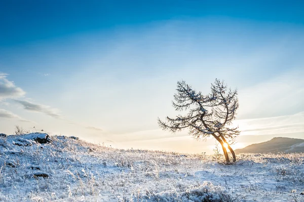 Zwei schöne Bäume in den Bergen bei Sonnenuntergang — Stockfoto