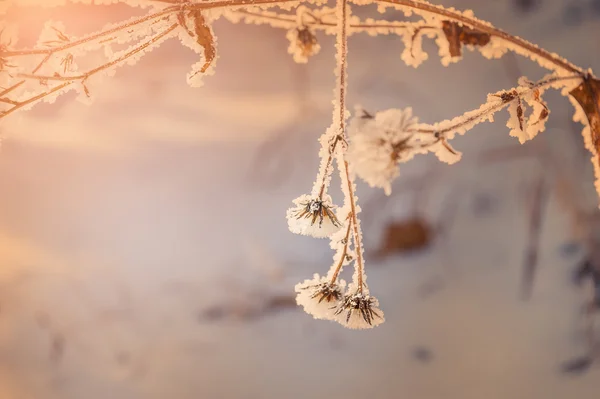 Gelée blanche sur les plantes dans la forêt d'hiver — Photo