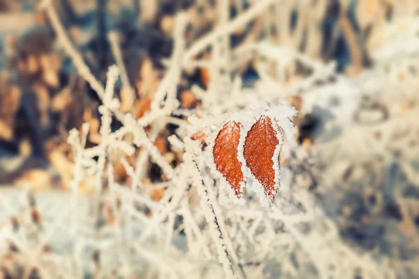 Hoarfrost en el árbol en el bosque de invierno —  Fotos de Stock