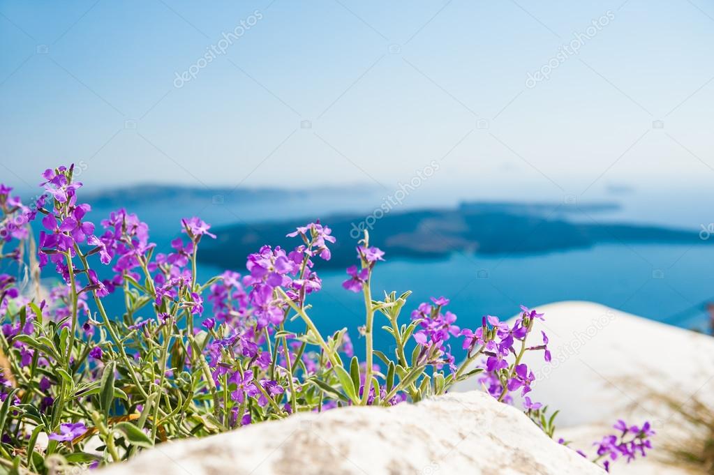 Purple flowers in the garden with sea view