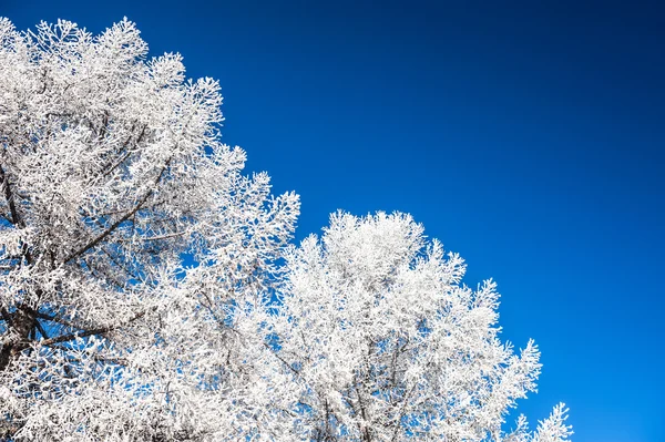 Snötäckta träd och mörkblå himmel — Stockfoto