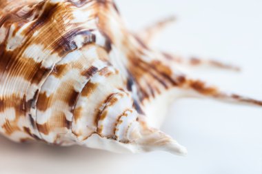 Deniz kabuğu görüntüsünü makro