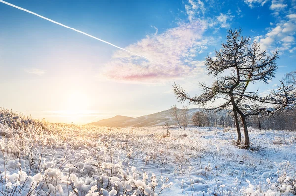 Due bellissimi alberi in montagna al tramonto — Foto Stock