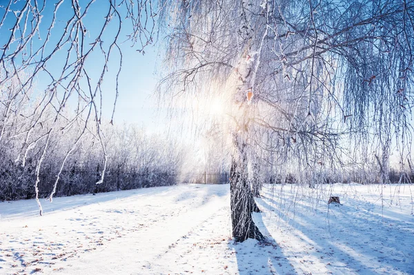 Rijm en sneeuw op de berk in winter park — Stockfoto