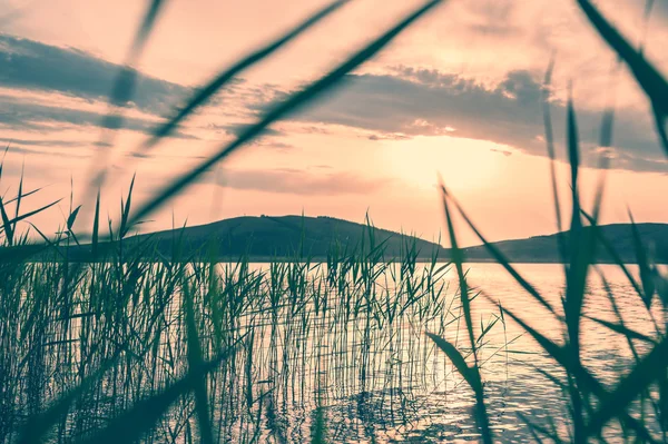 Les cannes sur la côte du lac au coucher du soleil — Photo