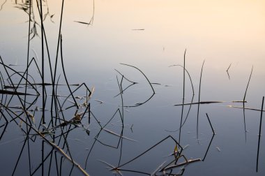 Gün batımında Gölü kıyısında yansıma ve köpekler
